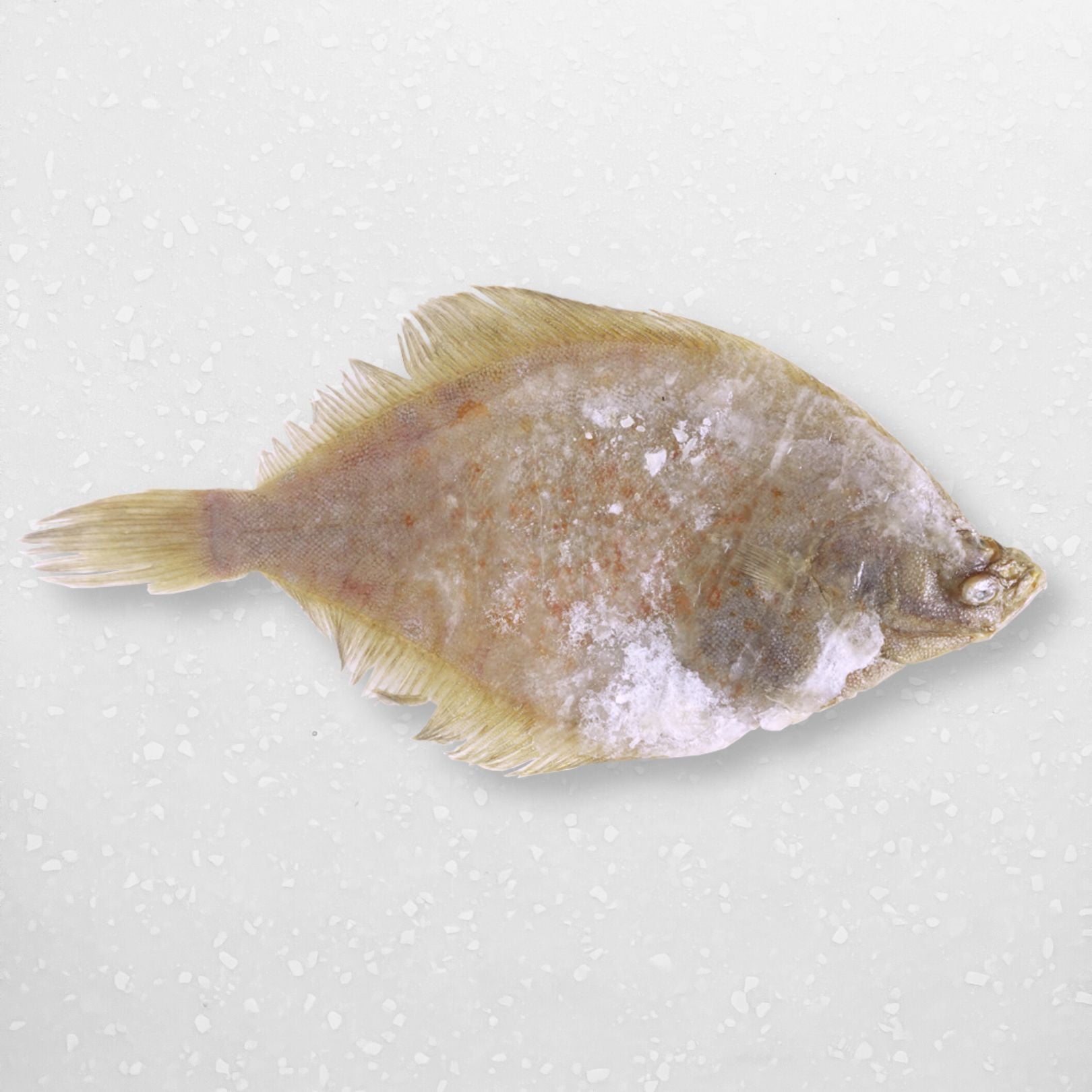 Pacific Bay Flounder