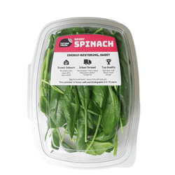 Future Fresh Savoy Spinach - Pacific Bay