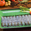 Nobashi Shrimp Medium (For Tempura) - Pacific Bay