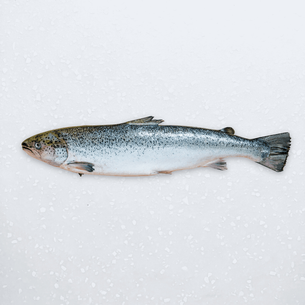 Small Whole Salmon