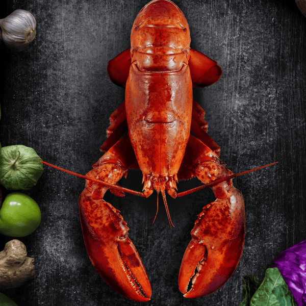 Whole Raw Boston Lobster Pacific Bay